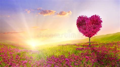 Tree Of Love In Spring Red Heart Shaped Tree At Sunset Beautiful