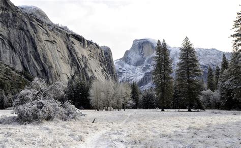 283 Snow Covered Trees Yosemite Photos Free And Royalty Free Stock