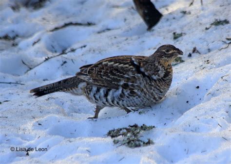 Birding With Lisa De Leon A Great Day Of Winter Birding