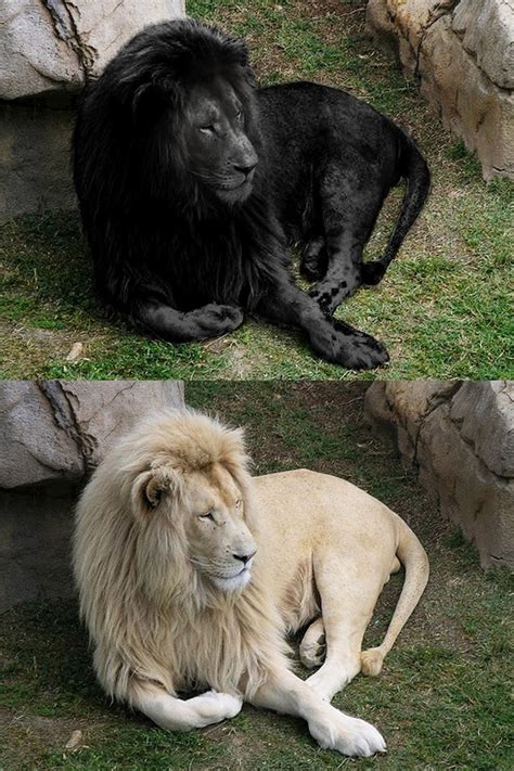 1 World Knowledge Do Black Lions Exist