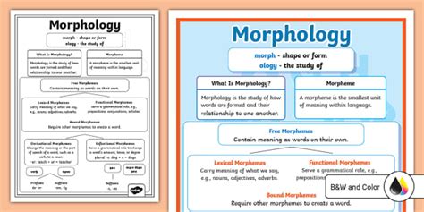 Morphology Poster For 6th 8th Grade Twinkl