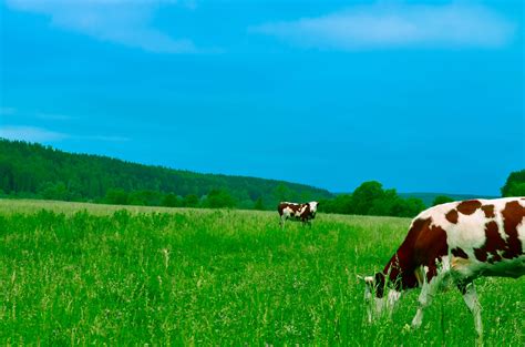 Free Photo Cows Grazing On Field Against Sky Agriculture Grass Rural Free Download Jooinn