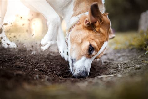 Because humans are not susceptible to cystoisospora infections in cats, canine or feline coccidia are not considered zoonotic agents. Coccidia in Cats and Dogs | Healthy Paws Pet Insurance