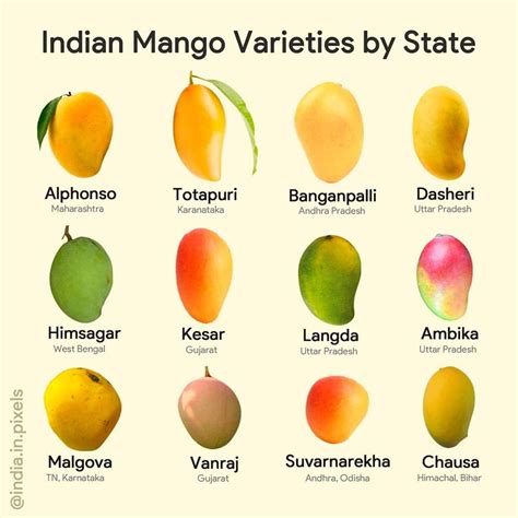 Indian mango varieties by states. | Mango varieties, Indian mango, Mango