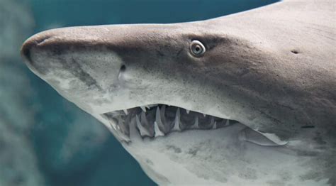 Denti di squalo tutto ciò che devi sapere