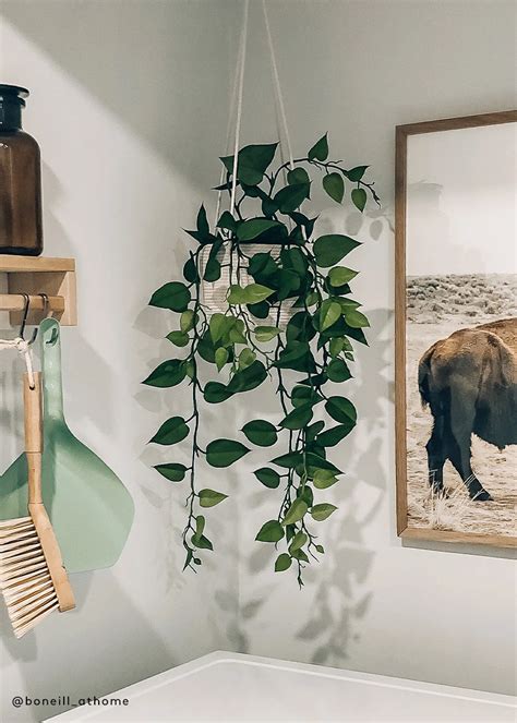 5 Best Indoor Hanging Plants That Require Low Light Care