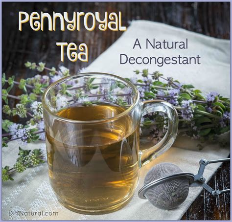 A Natural Decongestant Pennyroyal Tea