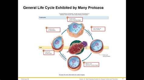 Overview Of Protozoa Youtube