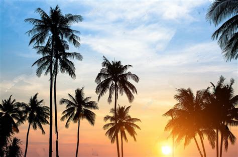 Silhouettes Palm Trees Against Sky During Tropical Sunset