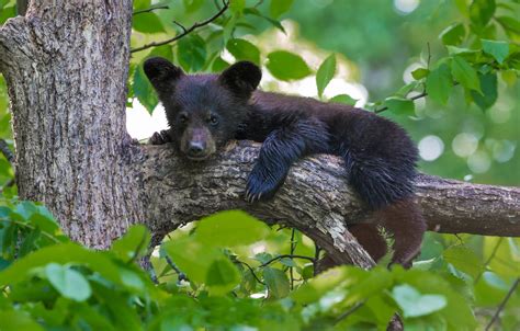 Wallpaper Leaves Tree Bear Cub On The Tree Baribal Black Bear