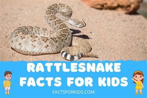 19 Rattlesnake Facts For Kids That Will Shock You Facts For Kids