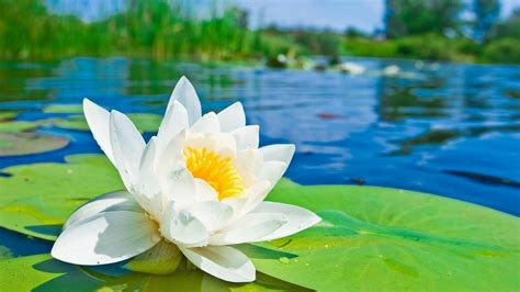 Lily Pads Wallpapers Wallpaper Cave