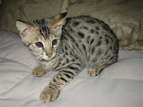 Savannah Cat Characteristics Prices And Pictures