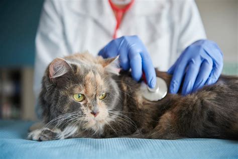 6 Most Dangerous Cat Diseases Top Cat Guide