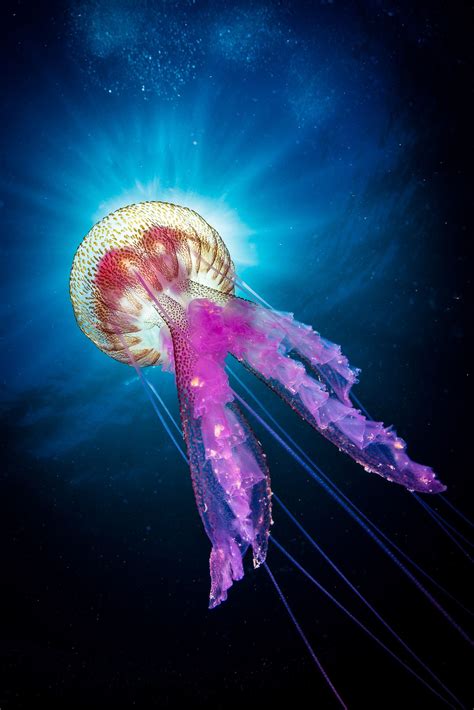 Jellyfish Under The Sun Créatures Des Océans Animales Animaux