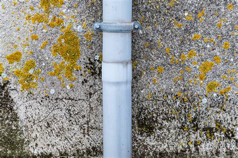 How Mold Affects Different Building Materials in your Home