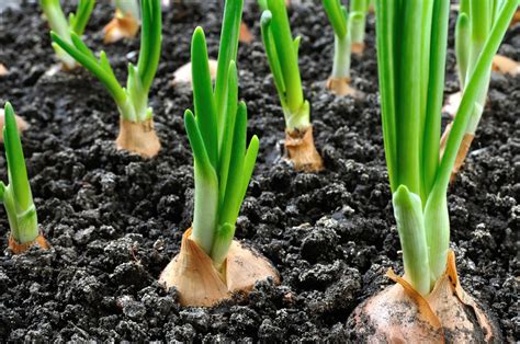 Growing Onions From Seed To Harvest Squire S Garden Centres
