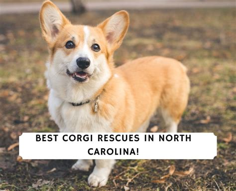 5 Best Corgi Rescues In North Carolina 2024 We Love Doodles