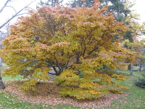 Check spelling or type a new query. PlantFiles Pictures: Kousa Dogwood, Chinese Dogwood ...