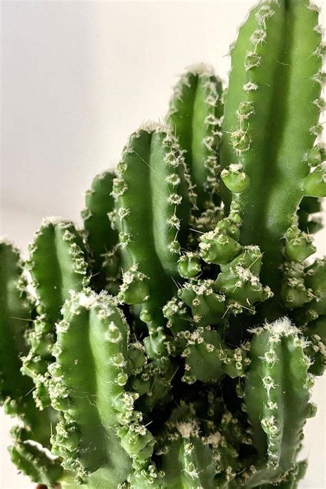 How to propagate cactus plants and cactus pups. Cactus cereus paolina - Indoor Plants | Plantshop.me
