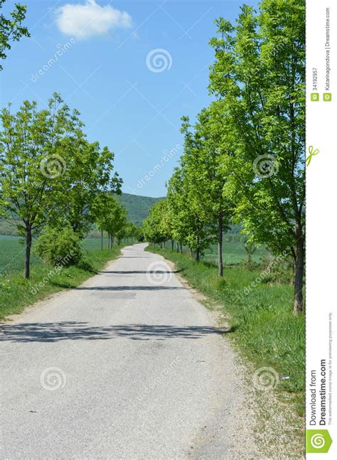 Tree Alley Stock Image Image Of Rural Country Direction 34192957
