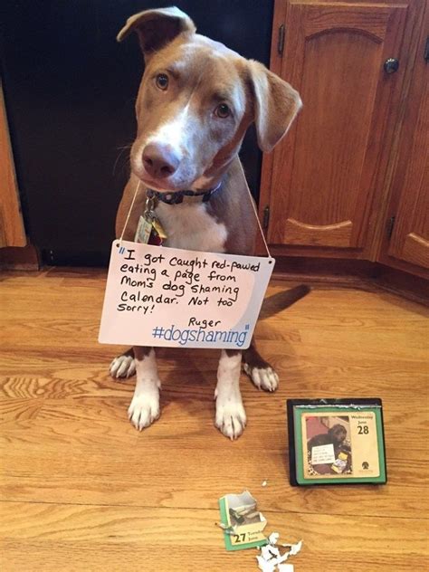 19 Dogs That Have Something To Be Aww Shamed Of Cutesypooh Pet