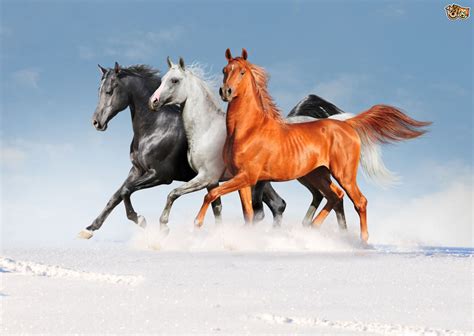 صور خيول جديدة وجميلة روعة صورة حصان عربي اصيل احصنة حلوة خلفيات