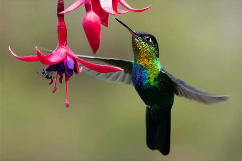 Exotic Hummingbirds Images And Description Exotic Birds