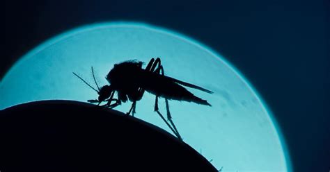 Double Hit To Malaria From New Drug Candidate Pursuit By The