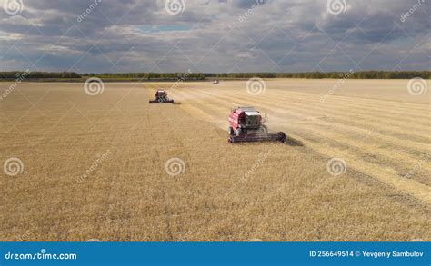Harvesting Of Grain Cropsharvesting Wheatoats And Barley In Fields