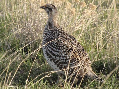 Columbian Sharp Tailed Grouse Oregon Conservation Strategy