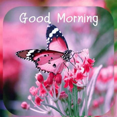 1m Delightful Good Morning Images With Butterflies 2023 Good Morning