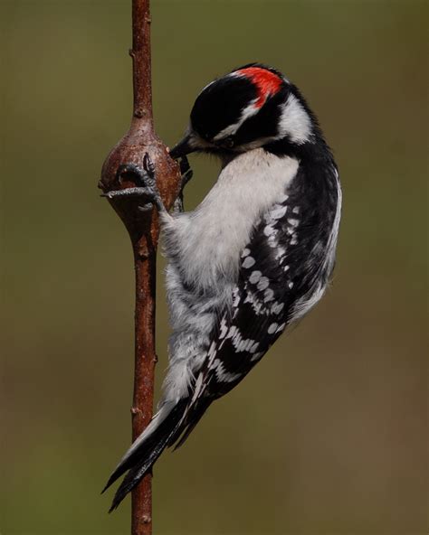 Ohio Birds And Biodiversity The Industrious Downy Woodpecker