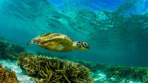 Reefchat How Were Saving Our Endangered Turtles Great Barrier Reef