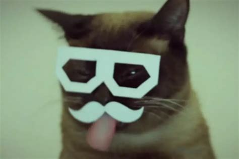 Hipster Cat Is The Only Dubstep Dj Youll Ever Need