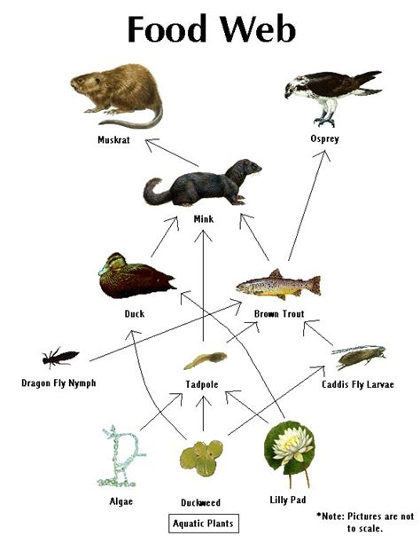 How Can You Trace An Animals Trophic Level On A Food Web Socratic