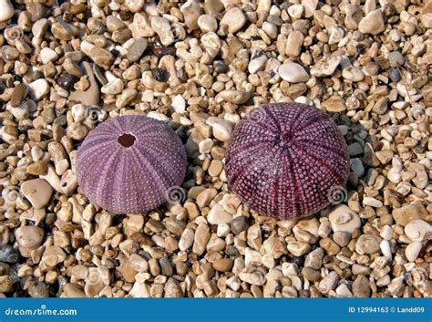 Pink Sea Urchins Stock Image Image Of Adriatic Detail 12994163