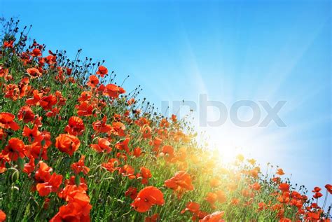 Poppies Hill Stock Image Colourbox