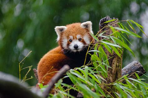 3840x2544 Animal Cute Leaves Red Panda Wildlife 4k Wallpaper