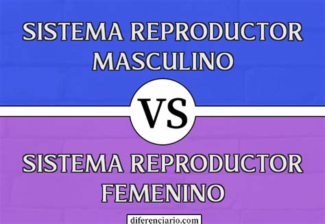 Diferencia Entre Sistema Reproductivo Masculino Y Sistema Reproductivo