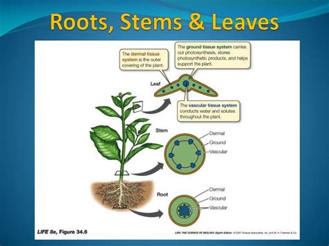 Ppt Roots Stems And Leaves Powerpoint Presentation Id3066109