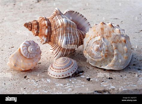 Seashell Photography Hi Res Stock Photography And Images Alamy