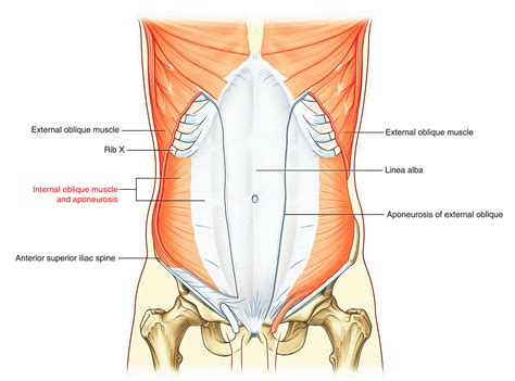 Compliance with the boss's thinking. Easy Notes On 【Abdominal Wall】Learn in Just 3 Minutes ...