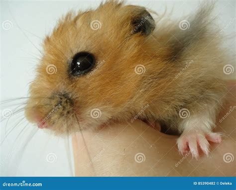 Syrian Hamster Stock Photo Image Of Mouse Deft Rodent 85390482