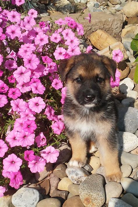 Akc Registered German Shepherd Puppy For Sale Ac Puppies Llc