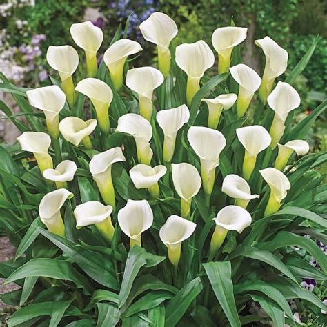 Breck S Intimate Ivory Calla Lily Dormant Flower Bulbs 5 Pack 90388