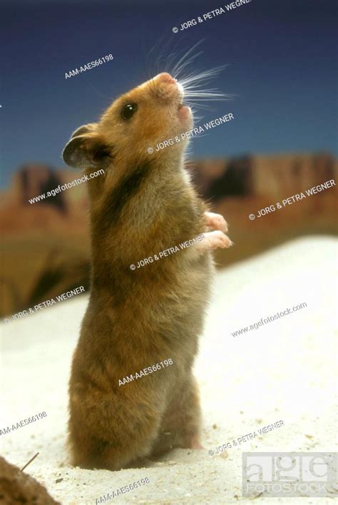 Golden Hamster Standing On Hind Feet Sniffing Stock Photo Picture