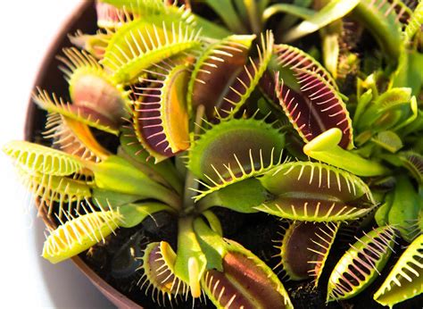 How To Grow And Care For A Venus Flytrap Better Homes And Gardens