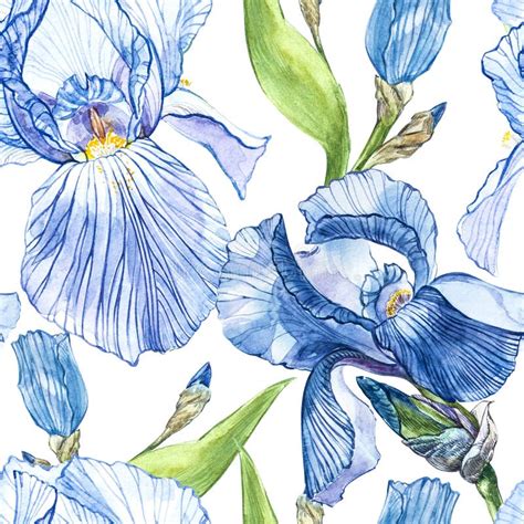 Flowers Of Iris Watercolor Hand Drawn Botanical Illustration Of