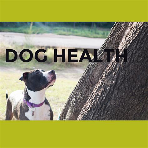 Dog Health | Dog health, Dog health problems, Dog health tips